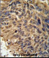 FBXL2 Antibody (C-term)